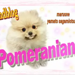 【 ポメラニアン 】可愛いが止まらない！たぬきポメの生後3ヶ月目の姿をお届け！