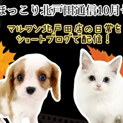 【 ほっこり北戸田通信集 10月号 】日々の日常をマルっとまとめました!