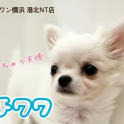 【 チワワ 】完璧なアップルヘッド、むっちりボディ小さな天使が仲間入り