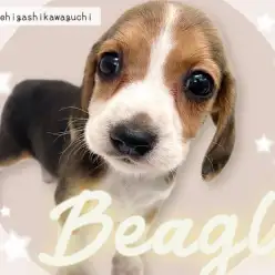 【 ビーグル 】最高の家庭犬が仲間入り！小柄で超フレンドリーな女の子をご紹介！