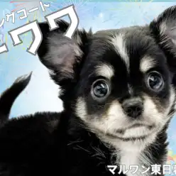 【 チワワ 】存在感抜群！ブラックタン＆ホワイトのイケメン登場！