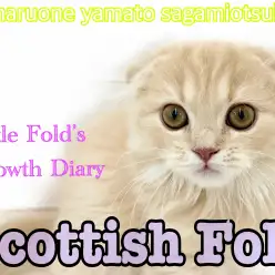 【 スコティッシュフォールド】 甘えん坊ぶりが日に日に増す折れ耳女子の成長！