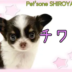 【 チワワ 】社交性抜群！ミニミニ手のひらサイズのチワワちゃん