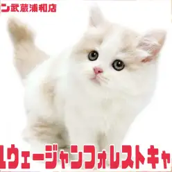 【 ノルウェージャンフォレストキャット 】抜群に可愛いお顔のプレミアムパピー