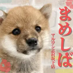 【 豆柴 】ペットショップマルワン板橋志村坂下店にたぬきフェイスの豆柴が登場！