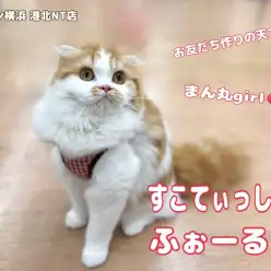 【 スコティッシュフォールド 】まぁるく大らかに成長中の生後6ヶ月の今