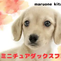 【 ミニチュアダックスフント 】警戒心ゼロの穏やかな男の子が埼玉県戸田市に登場！
