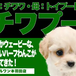 【 チワプー 】パパはチワワ、ママはトイプードルから誕生したプリティーガール！