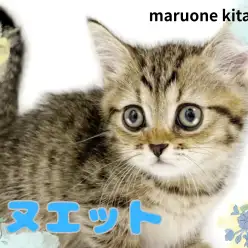 【 ミヌエット 】愛嬌たっぷりの短足ボディ！キジトラ模様の甘えん坊な男の子入店！