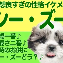 【 シーズー 】愛嬌百点満点のエンターテイナー！優しい表情が魅力の男の子！