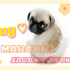 【 パグ 】ブチャかわ代表！一緒にいると自然に笑顔にしてくれる愛嬌抜群の存在感！