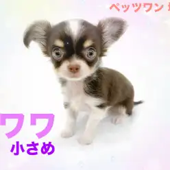 【 チワワ 】落ち着きのある性格の持ち主!手乗りサイズのチワワちゃん