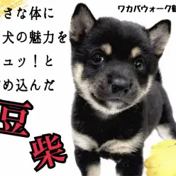 【 豆柴 】外国でも人気の和犬、凛々しい黒豆柴の男の子をご紹介！