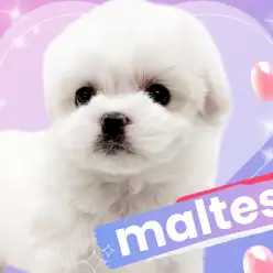 【 マルチーズ 】毛量良し！ルックス良し！完璧なプレミアム認定ドックが降臨！