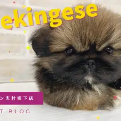 【 ペキニーズ 】小柄な両親から誕生！小さめなペキニーズの女の子をご紹介！