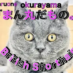 【 ブリティッシュショートヘア 】見た目も性格も！ボクのすべてはまん丸だもの！