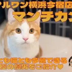 【 マンチカン 】犬とも猫とも多頭できる！超短足なおっとり癒し系の男の子！