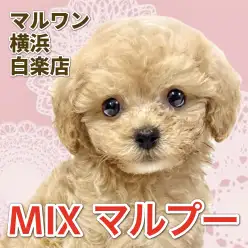 【 MIX 】抜け毛少なめ!甘えん坊で順応性バツグンのマルプーちゃん