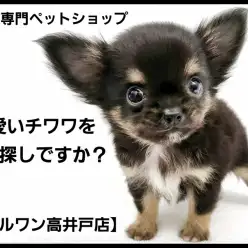 【 チワワ 】生後80日の体重590gのミニチワワはアイドル顔の可愛い男の子！