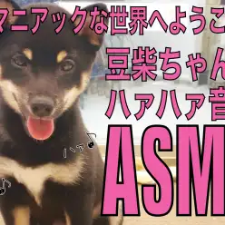 【 豆柴 】嬉しさ爆発の証！豆柴ちゃんのハァハァ音のASMR！