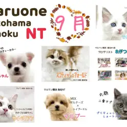 【 ブログリスト 】マルワン横浜 港北NT店9月のブログ記事まとめ