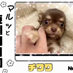 【 マルっと東川口日和No.93 】小さめサイズの激カワチョコタンチワワが登場！
