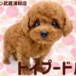 【 トイプードル 】レッドカラーの小さめサイズの女の子が埼玉浦和に登場!