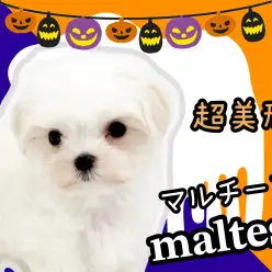 【 マルチーズ 】真夏生まれの純白プリンセス！ふわもこ美人さん降臨！