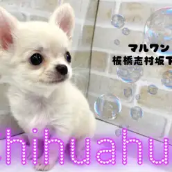 【 チワワ 】小さめサイズのクリームチワワちゃんがマルワン志村坂下店に仲間入り！