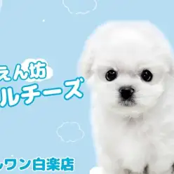 【 マルチーズ 】とびきり可愛い小さな王子様が白楽店にやってきた！