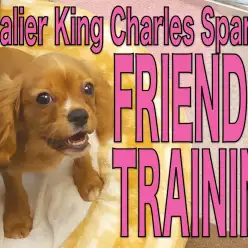 【 キャバリア 】フレンドトレーニングでもっとコミュ力強化中のキャバリン！