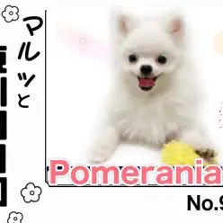 【 マルっと東川口日和No.90 】抱っこした瞬間、恋に落ちるポメの魅力