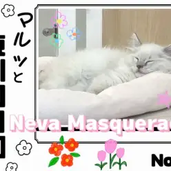 【 マルっと東川口日和No.91 】噂のスターキャット！その名もネヴァマスカレード