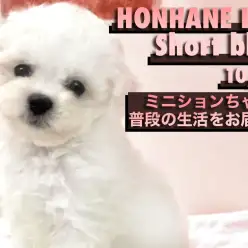 【 ビションフリーゼ 】お店に来て2週間！ミニビションちゃんの生活＆性格編！