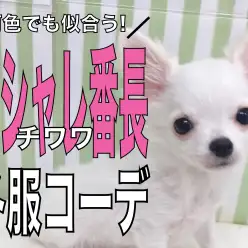 【 チワワ 】何色でも似合うオシャレ番長！ブルベ冬チワワちゃんの冬服コーデ！