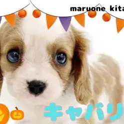 【 キャバリア 】ワンちゃん初心者さん必見！穏やか甘えん坊さんな女の子入店！