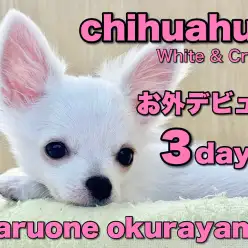 【 チワワ 】お外デビュー3日目！勇敢なプリンスは尻尾ブンブン！