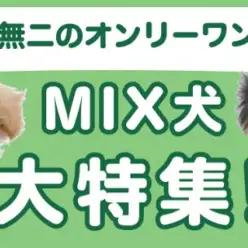 【 MIX犬特集 】10/2現在在店中のオンリーワンな子犬特集!最新動画付き!