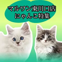 【 にゃんこ特集 】東川口店に在店しているネコちゃん達をご紹介!