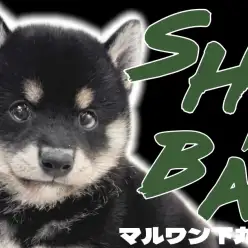 【 柴犬 】甘えん坊でフレンドリー!ギャップに萌える愛情深い黒柴の女の子!