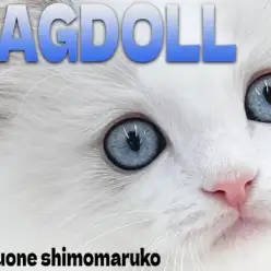 【 ラグドール 】クリアブルーの瞳に淡いブルーポイントカラーが神秘的な女の子！