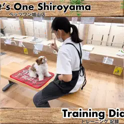 【 城山トレーニングダイアリー 】シーズーくんの初めてのトレーニング