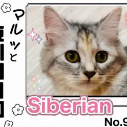 【 マルっと東川口日和No.96 】上品な甘えん坊！人懐っこいサイちゃんの魅力