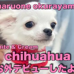 【 チワワ 】お外デビューしたよ!初日から尻尾フリフリ元気いっぱい!