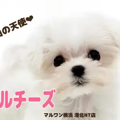 【 マルチーズ 】人気ドワーフ体型！小さな純白の天使マルチーズちゃん