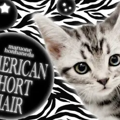 【 アメリカンショートヘア 】光り輝くシルバータビーが眩しい！甘えん坊王子降臨！