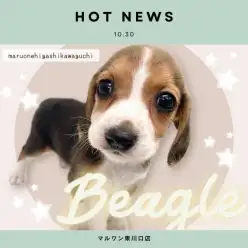 【 ビーグル 】最高の家庭犬が仲間入り！小柄で超フレンドリーな女の子をご紹介！