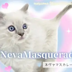 【 ネヴァマスカレード 】人気急上昇中！TOPクラスの美貌を持つ超希少猫種！