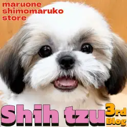 【 シーズー 】毎日楽しいがモットー！しつけトレーニングにも前向きな女の子！