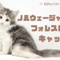 【 ノルウェージャンフォレストキャット 】森の妖精!パステル三毛が最高に可愛い!